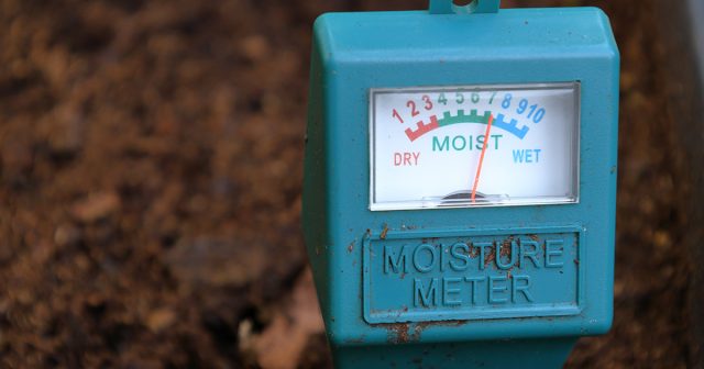 Баланс влаги — ключ к здоровью пуансеттии. В природе она растёт на горных склонах, где почва всегда слегка влажная, но без застоя воды. Поэтому грунт не должен пересыхать или быть сырым. Если нет влагомера, влажность можно определять на ощупь, со временем это приходит с опытом. Баланс влаги — ключ к здоровью пуансеттии. В природе она растёт на горных склонах, где почва всегда слегка влажная, но без застоя воды. Поэтому грунт не должен пересыхать или быть сырым. Если нет влагомера, влажность можно определять на ощупь, со временем это приходит с опытом.