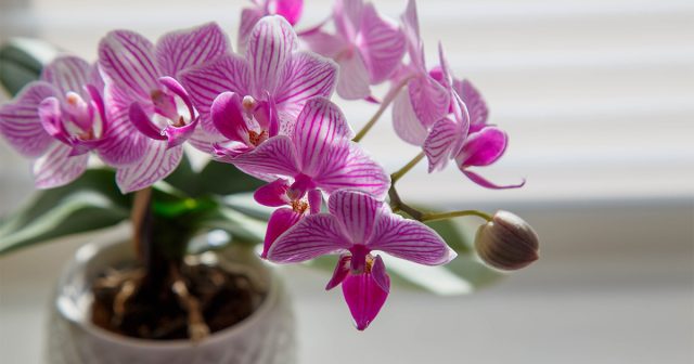 Пышное и здоровое цветение домашней орхидеи — это признак благополучия растения. Такого результата можно добиться только при использовании правильного, воздухопроницаемого субстрата, исключающего загнивание корней. Пышное и здоровое цветение домашней орхидеи — это признак благополучия растения. Такого результата можно добиться только при использовании правильного, воздухопроницаемого субстрата, исключающего загнивание корней.