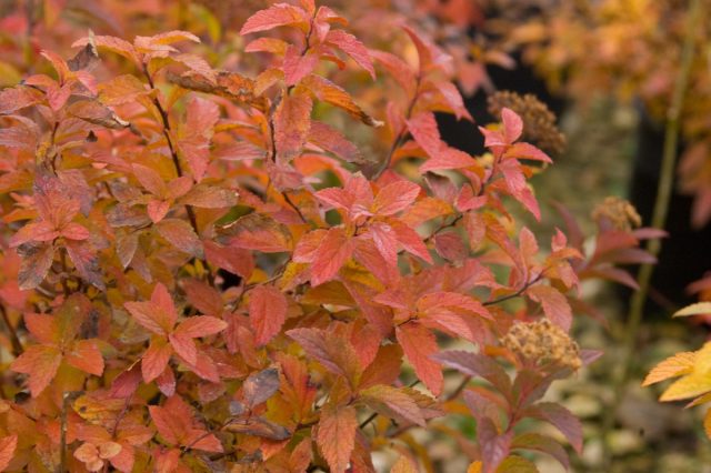 Спирея Бумальда «Денистар» (Spiraea x bumalda ‘Denistar’) Спирея Бумальда «Денистар» (Spiraea x bumalda ‘Denistar’)