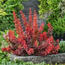 Барбарис Тунберга «Десперадос» (Berberis thunbergii ‘Desperados’) Барбарис Тунберга «Десперадос» (Berberis thunbergii ‘Desperados’)