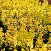 Барбарис Тунберга «Неон Голд» (Berberis thunbergii ‘Neon Gold’) Барбарис Тунберга «Неон Голд» (Berberis thunbergii ‘Neon Gold’)