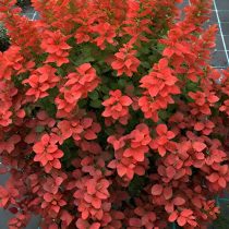 Барбарис Тунберга «Неон» (Berberis thunbergii ‘Neon’) Барбарис Тунберга «Неон» (Berberis thunbergii ‘Neon’)