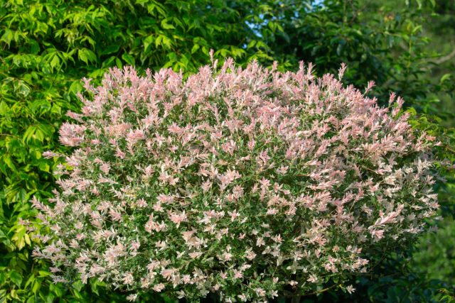 Ива цельнолистная «Хакуро Нишики» (Salix integra ‘Hakuro Nishiki’) на штамбе в начале сезона выглядит как нежное зелёно-бело-розовое облако — или как забавный «дикобразик» с торчащими бело-розовыми иголками, в зависимости от стрижки и возраста растения. Ива цельнолистная «Хакуро Нишики» (Salix integra ‘Hakuro Nishiki’) на штамбе в начале сезона выглядит как нежное зелёно-бело-розовое облако — или как забавный «дикобразик» с торчащими бело-розовыми иголками, в зависимости от стрижки и возраста растения.