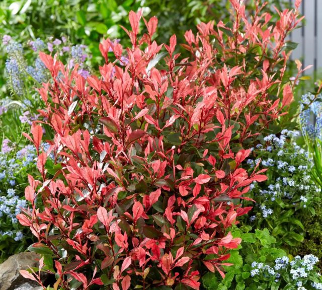 Фотиния Фрезера «Литл Фенна» (Photinia x fraseri ‘Little Fenna’) Фотиния Фрезера «Литл Фенна» (Photinia x fraseri ‘Little Fenna’)