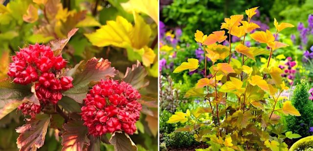 Пузыреплодник калинолистный «Мэджик Бол» (Physocarpus opulifolius ‘Magic Ball’) Пузыреплодник калинолистный «Мэджик Бол» (Physocarpus opulifolius ‘Magic Ball’)