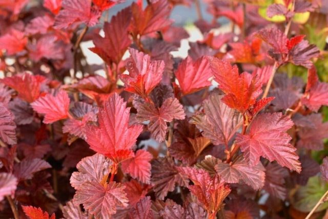 Пузыреплодник калинолистный «Андре» (Physocarpus opulifolius ‘Andre’) Пузыреплодник калинолистный «Андре» (Physocarpus opulifolius ‘Andre’)