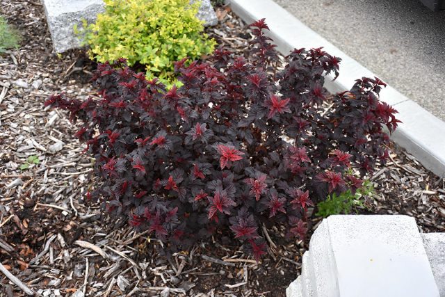 Пузыреплодник калинолистный «Фай Пузыреплодник калинолистный «Файерсайд» (Physocarpus opulifolius ‘Fireside’)