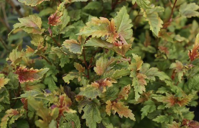 Пузыреплодник калинолистный «Хамелеон» (Physocarpus opulifolius ‘Chameleon’) Пузыреплодник калинолистный «Хамелеон» (Physocarpus opulifolius ‘Chameleon’)