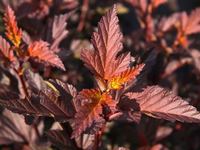 Пузыреплодник калинолистный «Дьябло д'Ор» (Physocarpus opulifolius ‘Diable d'Or’) Пузыреплодник калинолистный «Дьябло д'Ор» (Physocarpus opulifolius ‘Diable d'Or’)