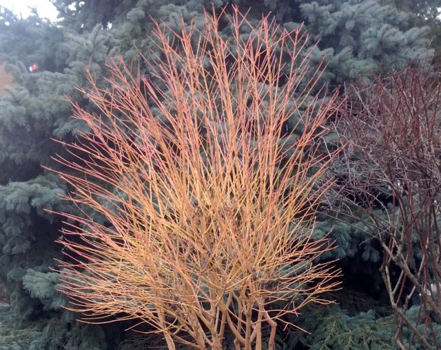 Стриженный кизил белый. Стриженный кизил белый.