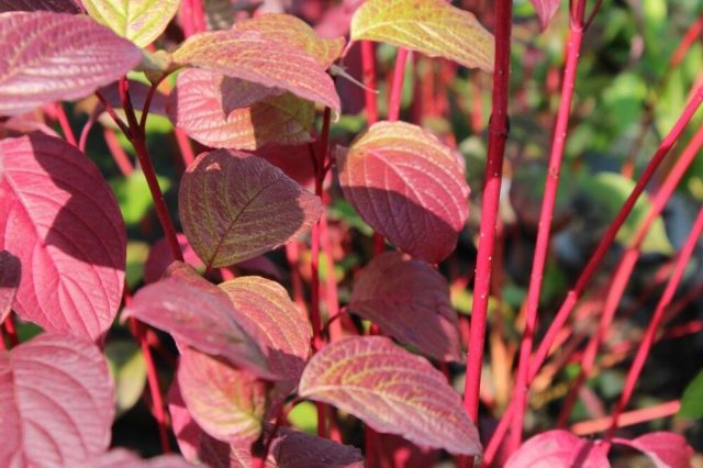 Дёрен белый «Сибирика» (Cornus alba ‘Sibirica’) Дёрен белый «Сибирика» (Cornus alba ‘Sibirica’)