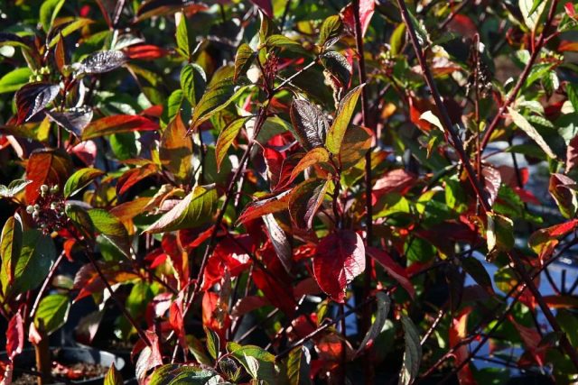 Дёрен белый «Кессельринги» (Cornus alba ‘Kesselringii’) Дёрен белый «Кессельринги» (Cornus alba ‘Kesselringii’)