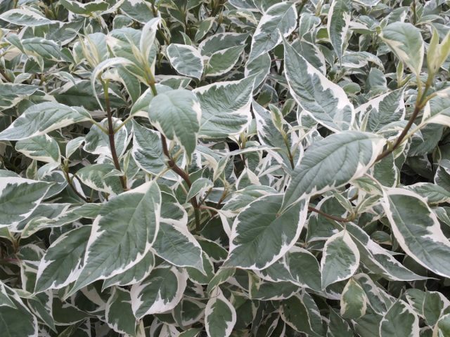 Дёрен белый «Аргентеомаргината» (Cornus alba ‘Argenteomarginata’) Дёрен белый «Аргентеомаргината» (Cornus alba ‘Argenteomarginata’)