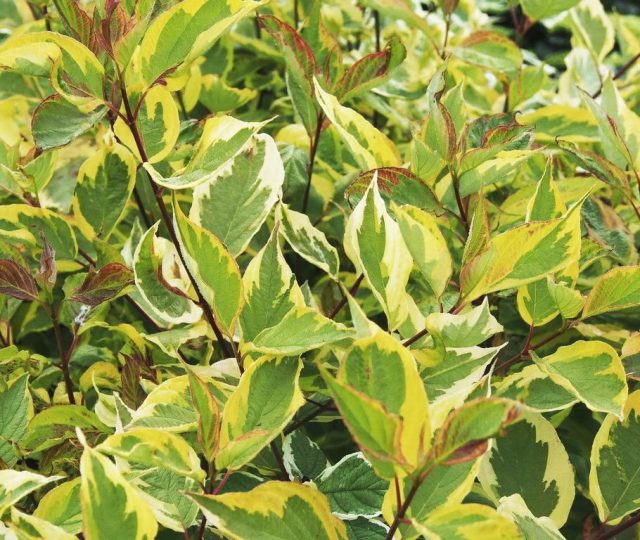 Дёрен белый «Гушальти» (Cornus alba ‘Gouchaultii’) Дёрен белый «Гушальти» (Cornus alba ‘Gouchaultii’)