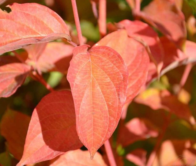 Дёрен кроваво-красный «Сифа» (Cornus sanguinea ‘Sifa’) Дёрен кроваво-красный «Сифа» (Cornus sanguinea ‘Sifa’)