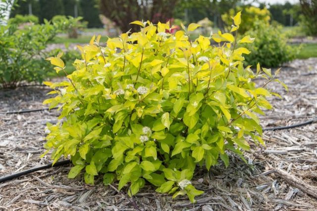 Дёрен белый «Неон Берст» (Cornus alba ‘Neon Burst’) Дёрен белый «Неон Берст» (Cornus alba ‘Neon Burst’)