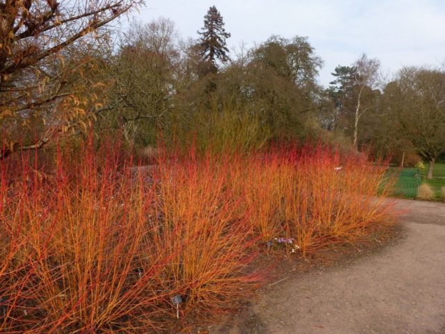 Дёрен кроваво-красный «Мидвинтер Файер» (Cornus sanguinea ‘Midwinter Fire’) осенью Дёрен кроваво-красный «Мидвинтер Файер» (Cornus sanguinea ‘Midwinter Fire’) осенью