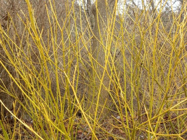 Дёрен отпрысковый «Флавирамеа» (Cornus sericea ‘Flaviramea’) Дёрен отпрысковый «Флавирамеа» (Cornus sericea ‘Flaviramea’)