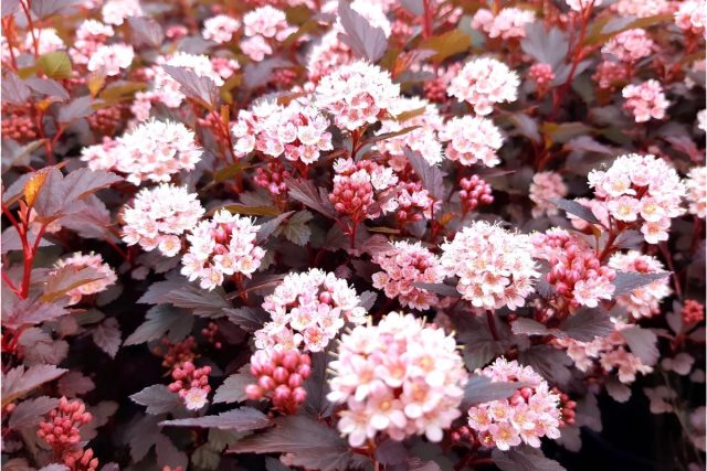 Пузыреплодник калинолистный «Литл Джокер» (Physocarpus opulifolius ‘Little Joker’) Пузыреплодник калинолистный «Литл Джокер» (Physocarpus opulifolius ‘Little Joker’)