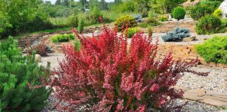 25+ кустарников с эффектной листвой и корой — чем украсить сад? - Лучшее 25+ кустарников с эффектной листвой и корой — чем обновить сад?