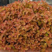 Спирея японская «Зен Спирит Карамель» (Spiraea japonica ‘Zen’Spirit Caramel’) Спирея японская «Зен Спирит Карамель» (Spiraea japonica ‘Zen’Spirit Caramel’)