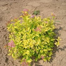 Спирея японская «Зен Спирит Голд» (Spiraea japonica ‘Zen’Spirit Gold’) Спирея японская «Зен Спирит Голд» (Spiraea japonica ‘Zen’Spirit Gold’)