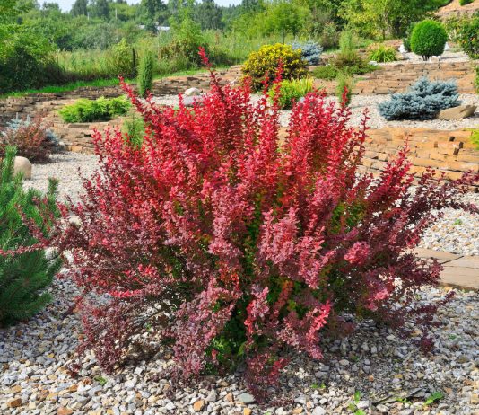 25+ кустарников с эффектной листвой и корой — чем украсить сад? - Цветник и ландшафт 25+ кустарников с эффектной листвой и корой — чем обновить сад?