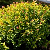 Спирея японская «Файерлайт» (Spiraea japonica ‘Firelight’) Спирея японская «Файерлайт» (Spiraea japonica ‘Firelight’)