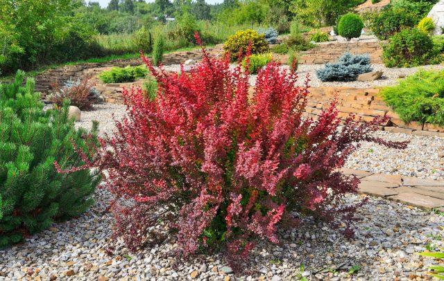 25+ кустарников с эффектной листвой и корой — чем украсить сад? 25+ кустарников с эффектной листвой и корой — чем украсить сад?