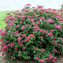 Спирея японская «Фробели» (Spiraea japonica ‘Froebelii’) Спирея японская «Фробели» (Spiraea japonica ‘Froebelii’)