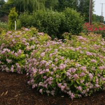 Спирея японская «Дабл Плей Биг Бэнг» (Spiraea japonica ‘Double Play Big Bang’) Спирея японская «Дабл Плей Биг Бэнг» (Spiraea japonica ‘Double Play Big Bang’)