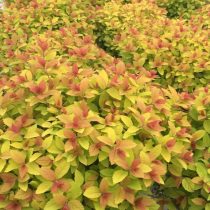 Спирея японская «Макрофилла» (Spiraea japonica ‘Macrophylla’) Спирея японская «Макрофилла» (Spiraea japonica ‘Macrophylla’)