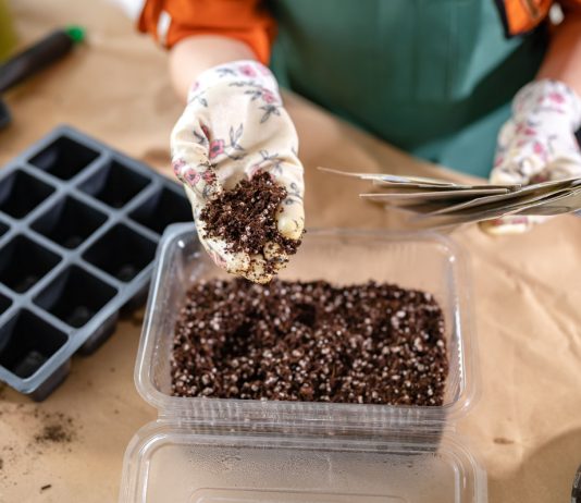 Дачный сезон начинается — 4 шага, чтобы избежать проблем - Овощи Дачный сезон начинается — 4 шага, чтобы избежать проблем