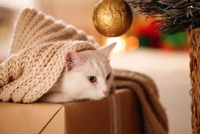 Осколки опасны даже при одном падении — животное может порезать лапы, язык или проглотить осколки, что приведёт к внутреннему кровотечению. Используйте пластиковые или тканевые игрушки на нижних ветках, особенно если в доме кошка