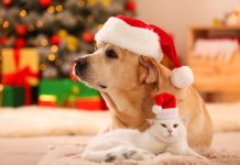 Новый год без стресса для ваших животных: 50 важных напоминаний Новый год без стресса для ваших животных: 50 важных напоминаний