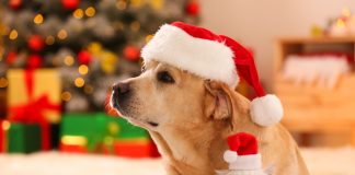 Новый год без стресса для ваших животных: 50 важных напоминаний - Лучшее Новый год без стресса для ваших животных: 50 важных напоминаний