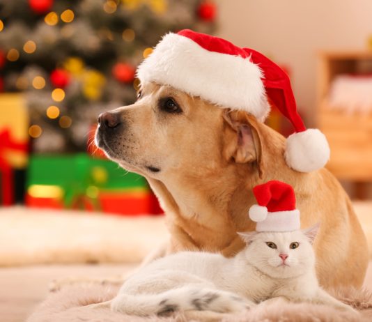 Новый год без стресса для ваших животных: 50 важных напоминаний