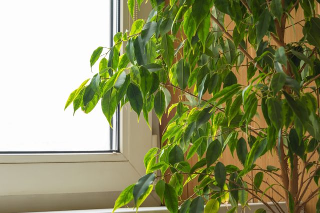 Если фикус стоит у холодного зимнего окна, листья касаются стекла и постепенно теряют тургор. Такие условия вызывают переохлаждение и листопад — растение буквально страдает от перепадов температуры возле стекла.