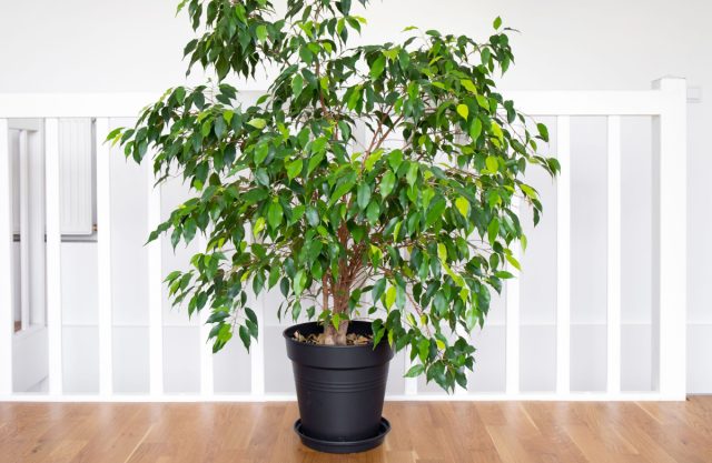 У меня был случай: фикус стоял в прихожей, рядом с входной дверью. Каждый раз, когда кто-то приходил с улицы, на растение дул холодный воздух. Через месяц он начал активно осыпаться.