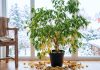 5 мест в квартире, куда нельзя ставить фикус Бенджамина зимой - Блоги компаний 5 мест в квартире, куда нельзя ставить фикус Бенджамина зимой