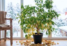 5 мест в квартире, куда нельзя ставить фикус Бенджамина зимой