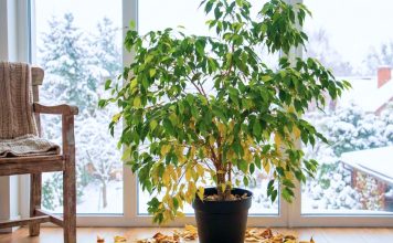 5 мест в квартире, куда нельзя ставить фикус Бенджамина зимой