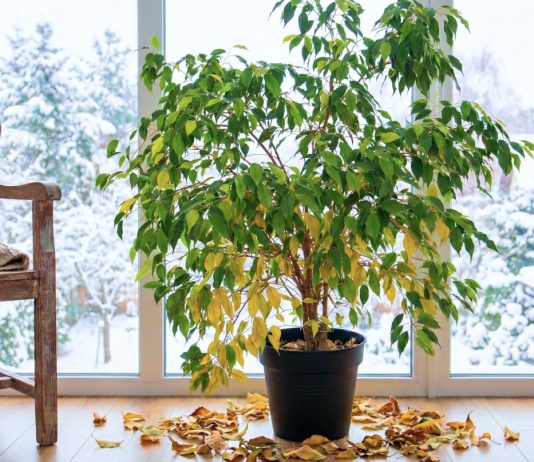 5 мест в квартире, куда нельзя ставить фикус Бенджамина зимой