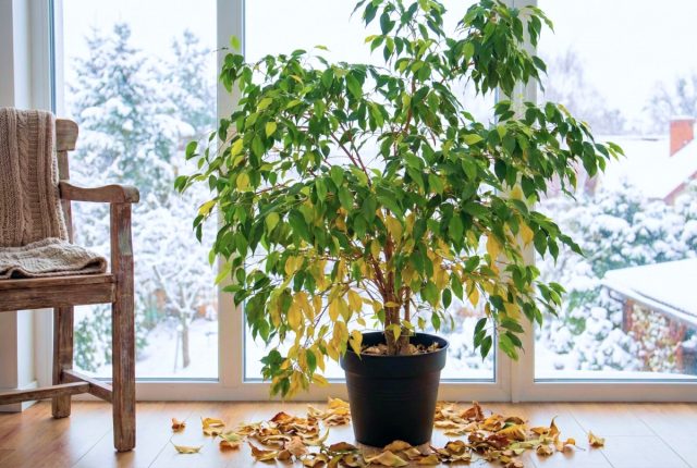 5 мест в квартире, куда нельзя ставить фикус Бенджамина зимой