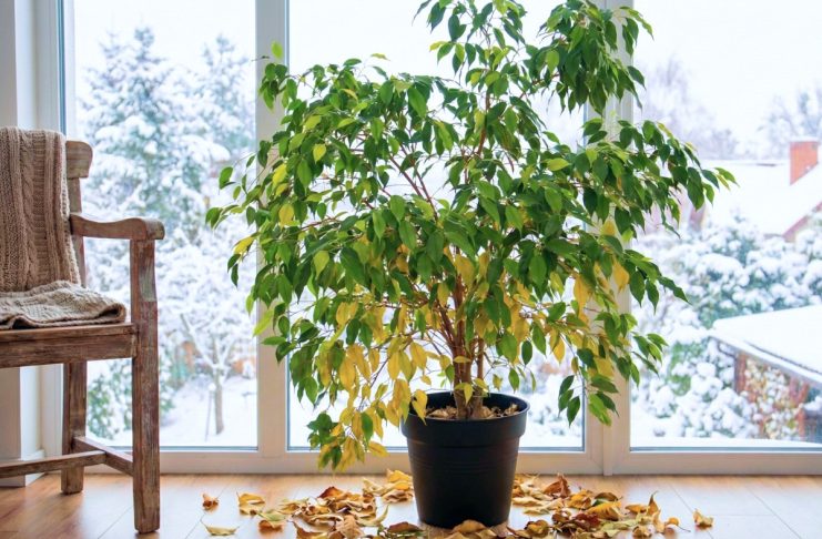 5 мест в квартире, куда нельзя ставить фикус Бенджамина зимой