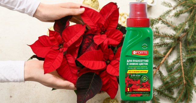 Удобрение «Для пуансеттии и зимних цветов Bona Forte серии Красота» Удобрение «Для пуансеттии и зимних цветов Bona Forte серии Красота»