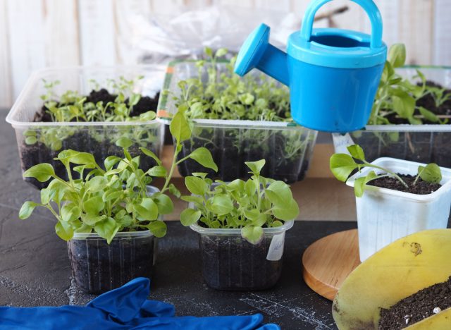 Закаливать нужно постепенно, шаг за шагом. Я начинаю, когда температура на балконе устойчиво держится выше +10°C ночью.