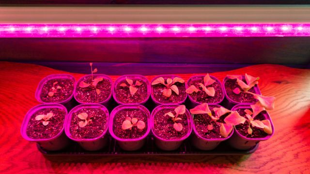 Розовый свет фитолампы или мощный холодный диод — это «солнце» для малышей в первые дни. Я держу лампу максимально близко к лотку, чтобы всходы не тянулись в поисках света, а сразу росли крепкими и коренастыми.