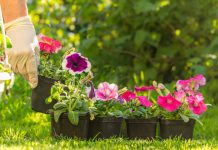 6 секретных приёмов для идеальной рассады петуний