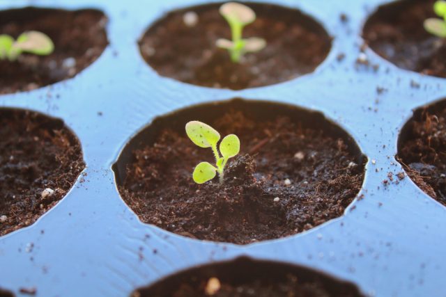 На этом этапе (как на фото) «парниковый период» должен заканчиваться. Если продолжать держать такие всходы под глухой крышкой, они изнежатся и упадут. Доступ свежего воздуха и микро-движение атмосферы заставляют тонкие стебельки напрягаться и утолщаться, готовясь к взрослой жизни.